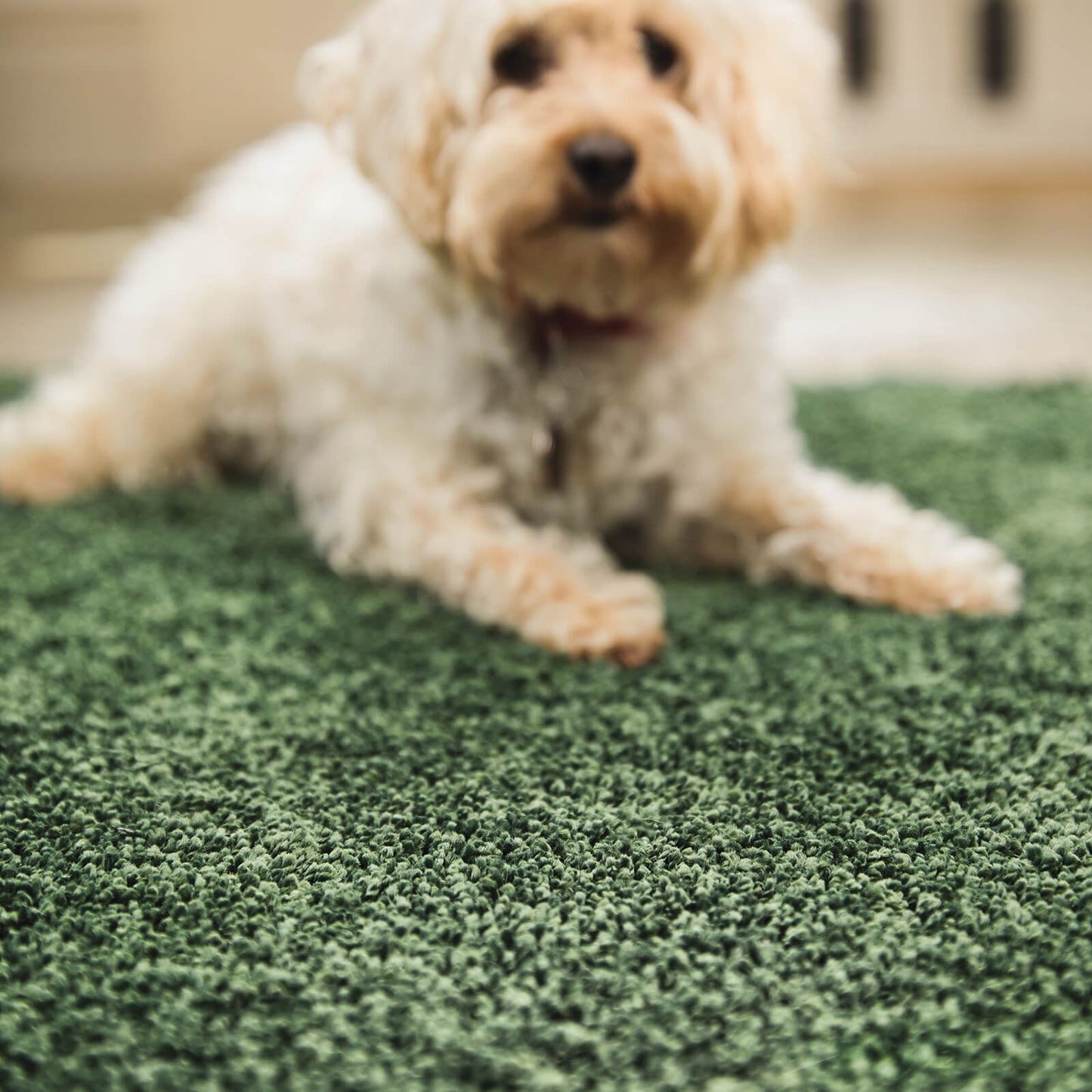 My Rugs Forest Green Plain Rugs